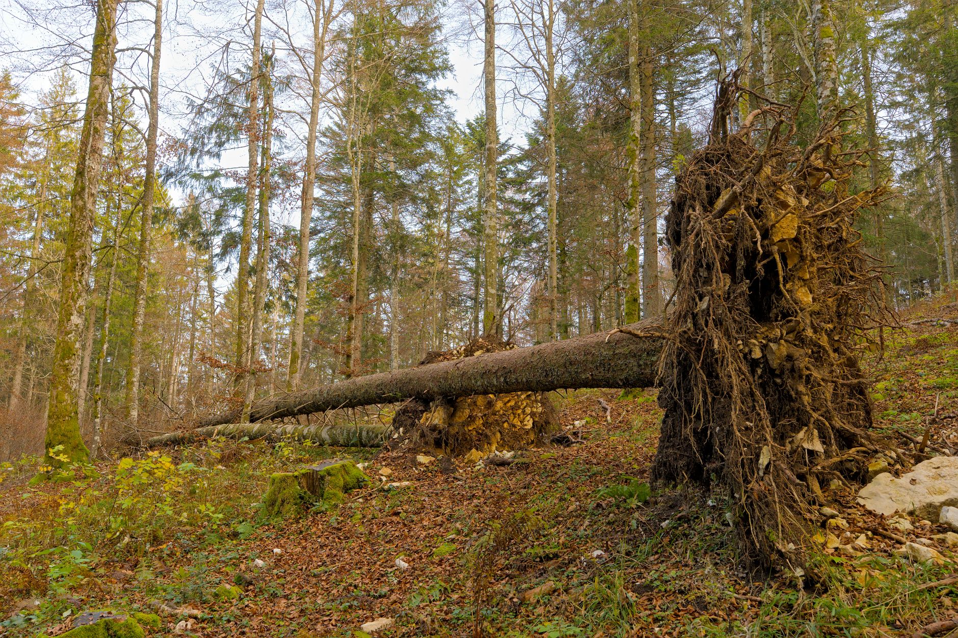 Enlèvement arbre urgence équipe à Le Cannet